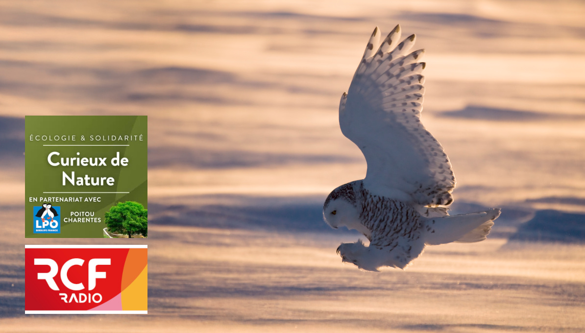 En réécoute : Insolites rapaces